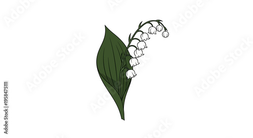 Lily of the valley flower illustration.