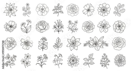 Collection of various flower line drawings.