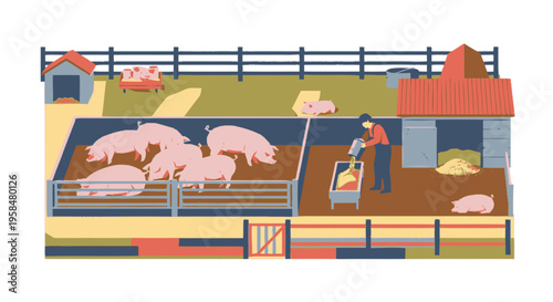 Farm scene with pigs being fed by a person.