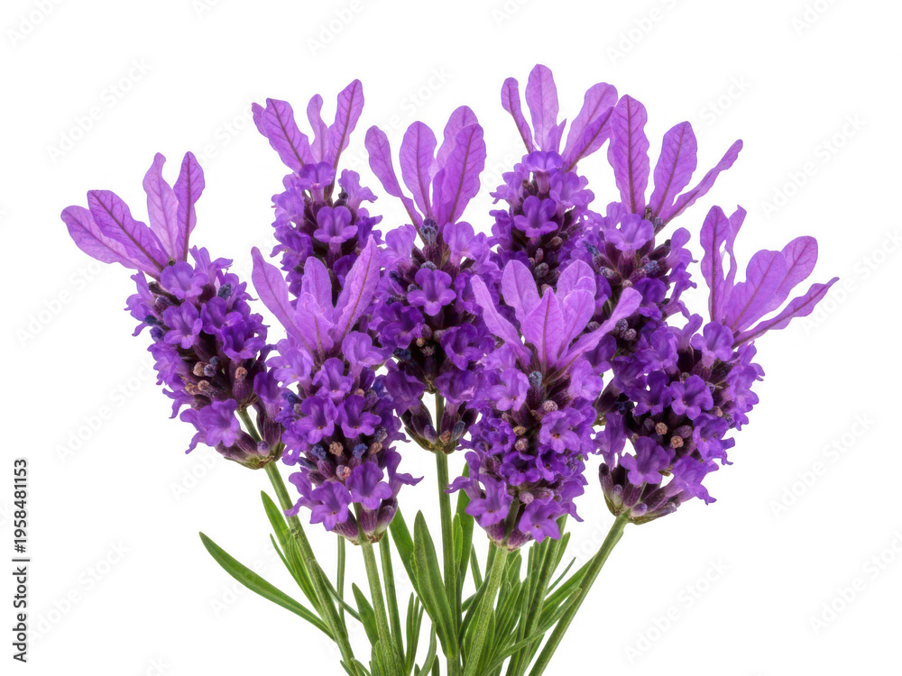 Fototapeta premium Vibrant purple lavender flowers isolated on transparent background