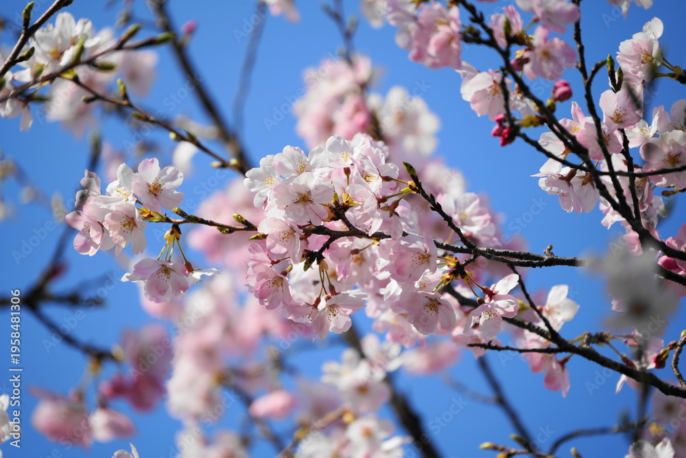 Fototapeta premium cherry blossom in spring