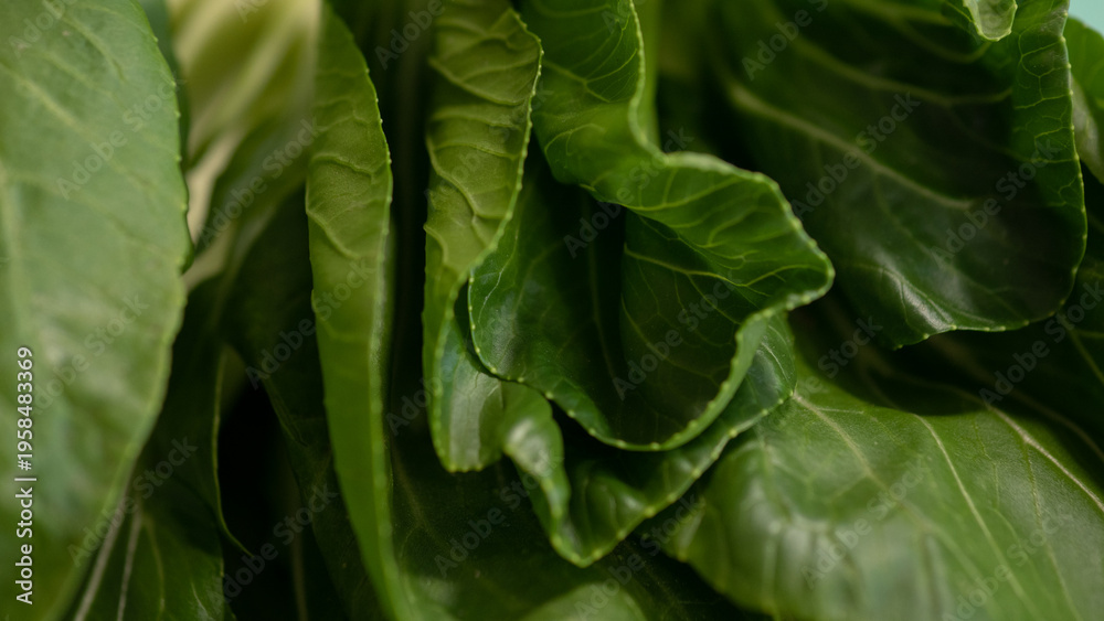 Fototapeta premium Macro fresh bok choy leaves texture green organic vegetable background