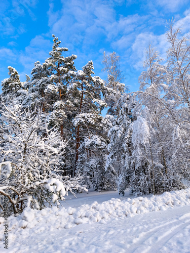 Lush pine and birch trees stand heavily laden with thick white snow against vibrant blue sky dappled with soft clouds in pristine winter woodland setting.