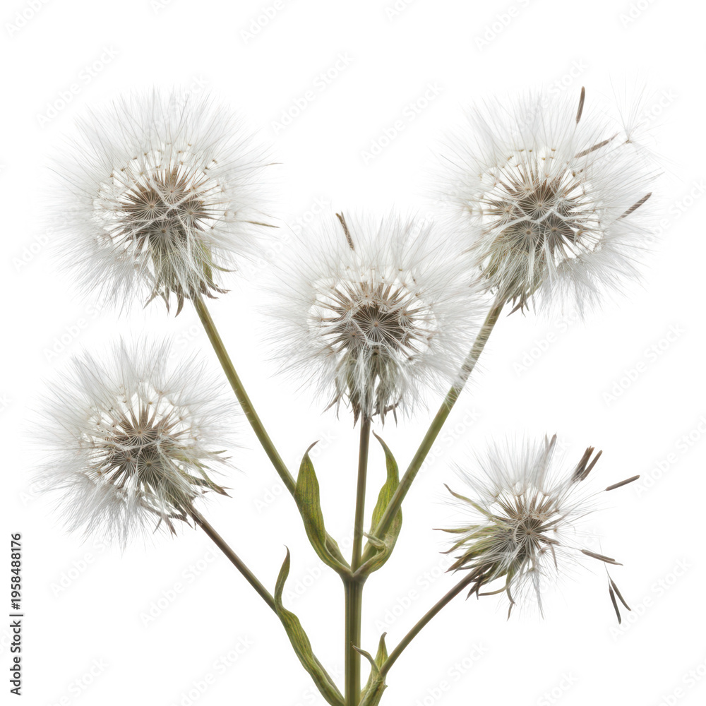 Fototapeta premium A cluster of dandelion seeds ready to disperse on a delicate stem isolated on transparent background