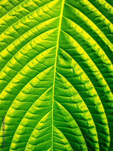 Extreme macro of a vibrant green leaf highlighting intricate vein geometry, luminous backlighting, and organic symmetry, creating an abstract natural pattern with rich texture and depth.