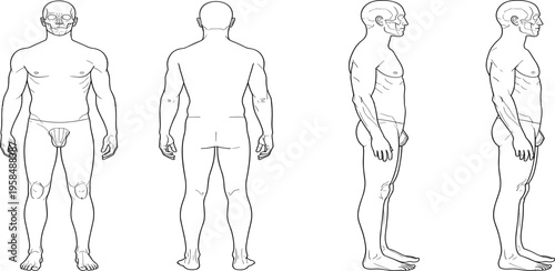 Human anatomy illustration male figure front, back, side views, skeletal structure focus, skull pelvis knee joints, medical educational concept