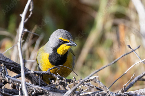 Bokmakierie Bushshrike (Telophorus zeylonus)  Karoo National Park, Western Cape, South Africa perched in bush