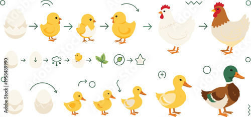 Duck life cycle vector illustration showing egg to duckling to adult, growth stages, development process, farm animals educational infographic set