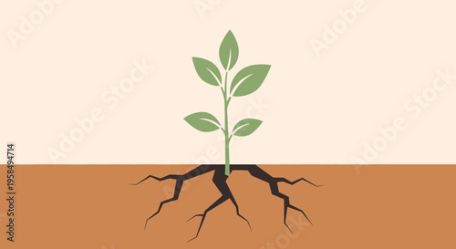 A small green plant grows out of dry cracked earth with visible roots and leaves in a natural outdoor setting with soil.