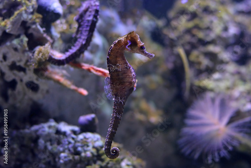 Lined seahorse - (Hippocampus erectus)