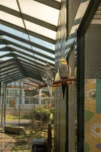 Фотография Two cockatiels perched on branch inside greenhouse aviary with sunlight