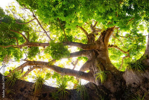 ‘Kapok’ or ‘Fromager’ (Ceiba pentandra), a tropical tree belonging to the the family Malvaceae. A huge solitary tree with massive branches in Caribbean Sea village Saint-Pierre (Martinique, France)