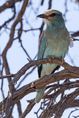 European Roller (Coracius garrulus garrulus) perched in Camelthorn Tree, Kgalagadi Transfrontier Park, Kalahari, South Africa