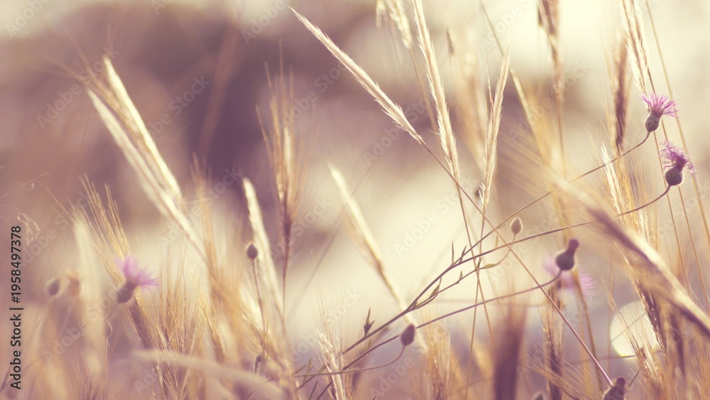 Fototapeta premium Photo d'un champ