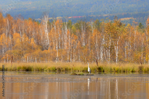 Wallpaper Mural A grey heron stands in the lake water Torontodigital.ca