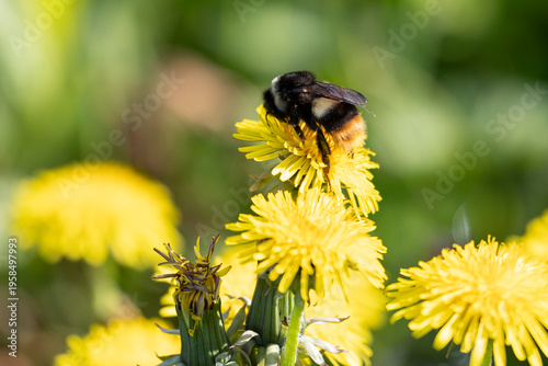 Wallpaper Mural A bumblebee sits on a dandelion flower. Torontodigital.ca