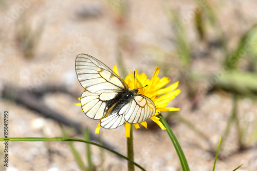 Wallpaper Mural Clouded Apollo butterfly sitting on a blade of grass close-up Torontodigital.ca