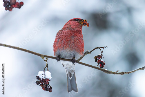 Wallpaper Mural Close-up of a pine grosbeak in winter Torontodigital.ca