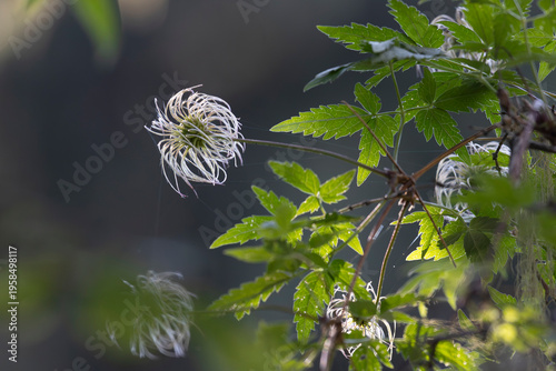 Wallpaper Mural Clematis integrifolia plant after flowering close-up Torontodigital.ca