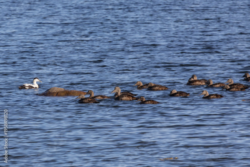 Wallpaper Mural A flock of eiders, a male and many females, swim on the water Torontodigital.ca