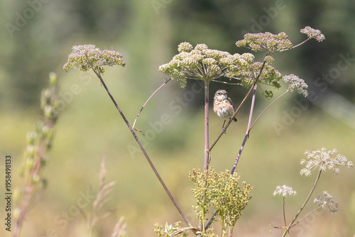 Wallpaper Mural A female Amur stonechat sits on a dry blade of grass Torontodigital.ca