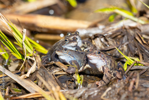 Wallpaper Mural Common frogs sitting on a large stone close up Torontodigital.ca