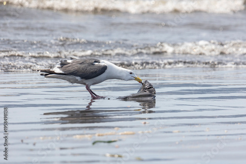 Wallpaper Mural Seagull caught a large flounder, close-up Torontodigital.ca