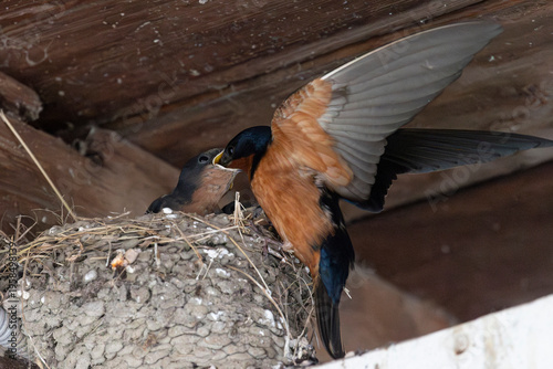 Wallpaper Mural Swallow chicks in a nest built under the roof of a wooden house Torontodigital.ca