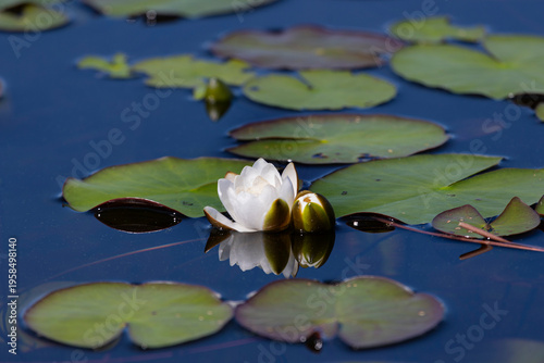 Wallpaper Mural Beautiful white water lily close up Torontodigital.ca