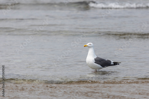 Wallpaper Mural A seagull stands on the ocean shore. Torontodigital.ca