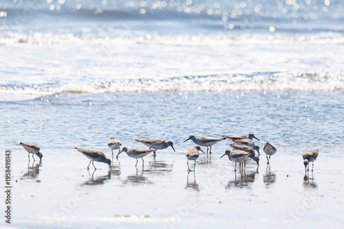 Wallpaper Mural Gray-tailed tattler, Kunashir island, Russia Torontodigital.ca