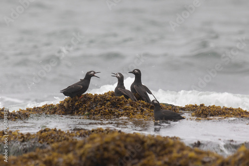 Wallpaper Mural Spectacular guillemot or sooty guillemot (Cepphus carbo) bird perched on the ocean shore Torontodigital.ca