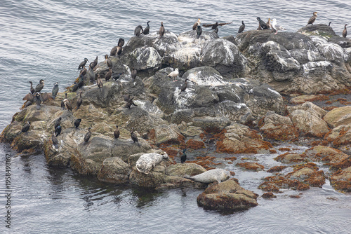 A seal and a ringed seal lie on the rocks, with cormorants perched nearby. Kunashir Island