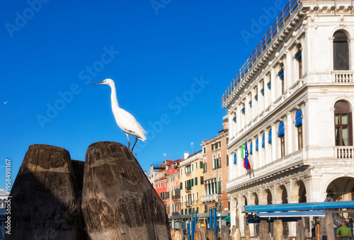 A white heron on the embankment in Venice, Italy