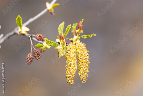 Corylus avellana, the common hazel, close-up of its leaves