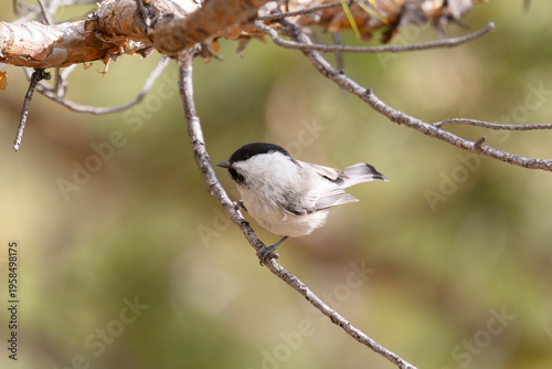 A close-up of a Marsh tit perched on a branch