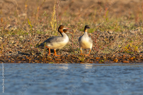 Mergus walk along the riverbank