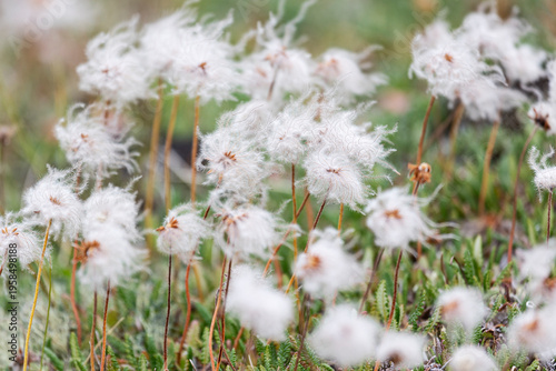 Blooming Eriophorum in the tundra close-up