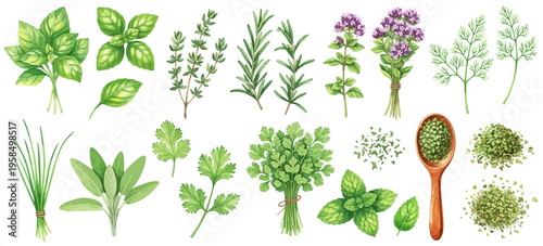 ハーブの種類の水彩風イラストセット｜バジル・ローズマリー・タイム・ミントなどの香草
