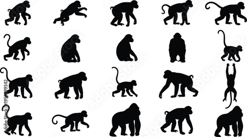 Set of diverse monkey and gorilla silhouettes featuring various primate species in walking climbing and sitting poses isolated on white background for wildlife graphic design
