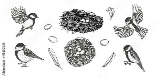 Tits in various natural scenes, nest with eggs monochrome vector isolated illustration set. Small songbirds clip art etching drawing for birdwatching guides, wildlife conservation campaigns