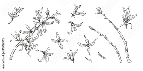 Forsythia branches with blooming flowers set black ink sketch. Monochrome first blooming yellow bush vector isolated illustration. Floral clip art for spring greeting cards, wedding invitations