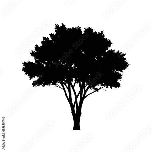 Silhouette of a tree with a large canopy and multiple trunks