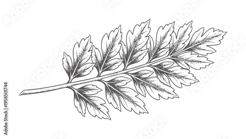 Botanical of a dark grey fern frond leaf plant