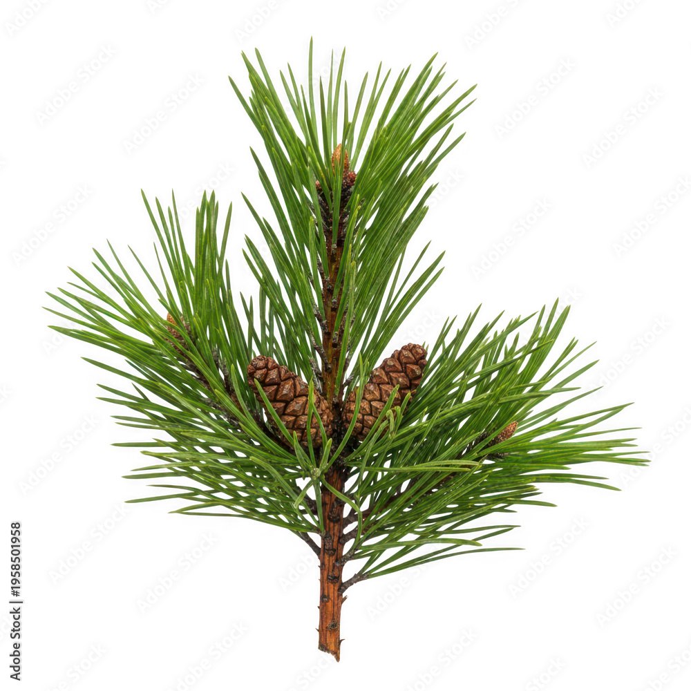 Fototapeta premium Fresh pine branch with needles and small red pine cones attached isolated on transparent background