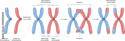 Konstfotografi Meiosis and Genetic Recombination Process Design Vector Illustration