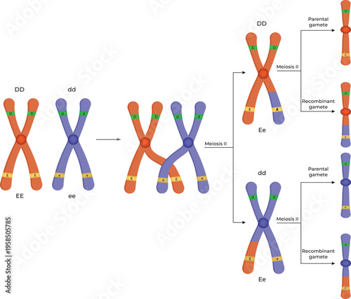 Genetic Recombination and Crossing Over During Meiosis
