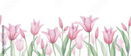 Pink tulip flowers seamless watercolor pattern on isolated background. Spring blooming tulips on stems with buds and green leaves repeat pattern for fabric and textile printing, wrapping paper.