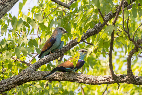 Breeding pair of Racket-tailed Rollers (Coracias spatulatus) in Mopane woodland Parfuri, Kruger National Park, Limpopo, South Africa