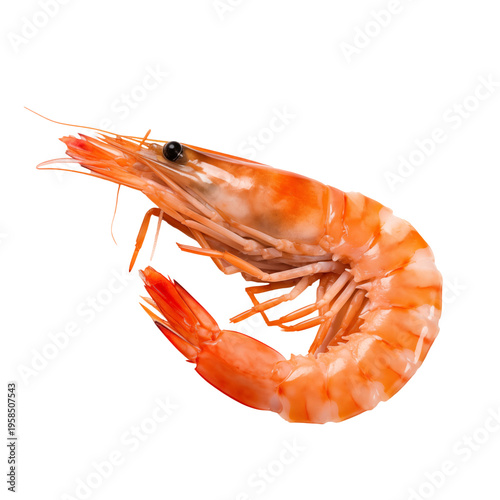 one of fried shrimp transparent background 